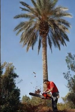 Palm & Tree Trimming in New Port Richey, FL